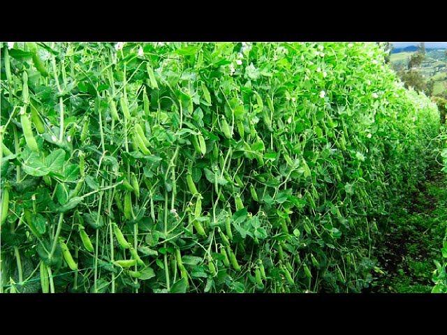 Snow Pea Farming and Harvest - Snow Pea Cultivation