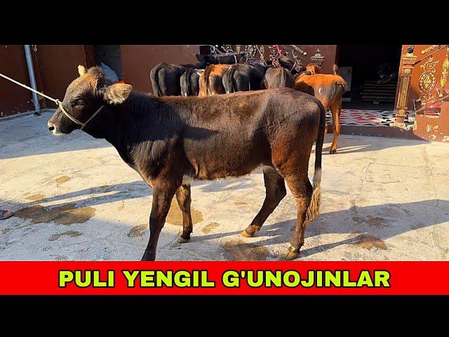 PULI YENGIL G’UNOJINLAR ️97-955-10-04 ARZON BO’PKETDI