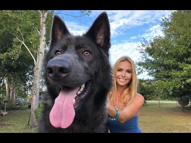 AMERICAN BLUE BAY SHEPHERD DOG - Are they really Blue?