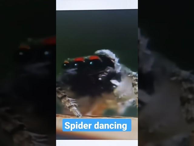 spider dancing| km creations|