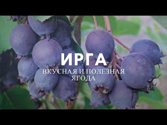 Ирга – полезные свойства чудо-ягоды.