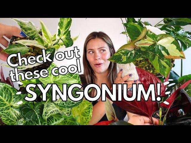 Houseplants You Might Not Know About! | Uncommon Syngonium Indoor Plant Collection! syngonium albo