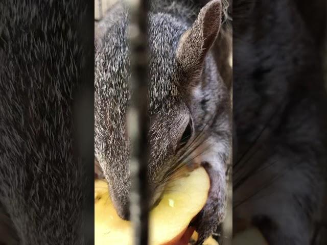 ASMR Miss Flower the squirrel and an apple