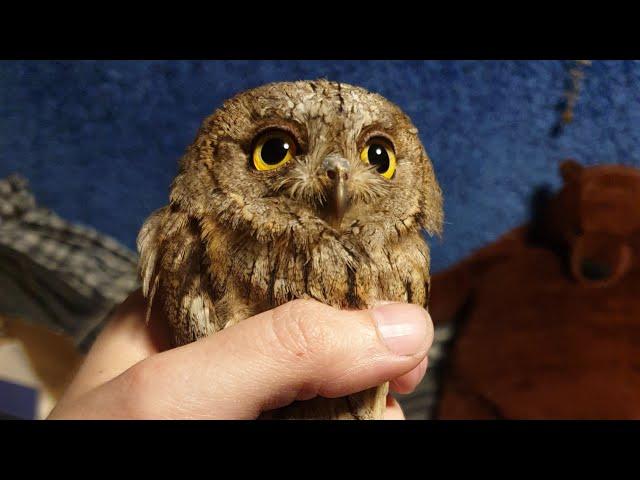 Splyushka owl (Otus scops) named Moth arrived at rehabilitation