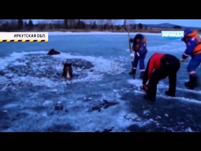 Иркутская область. Под лед провалились две лошади.