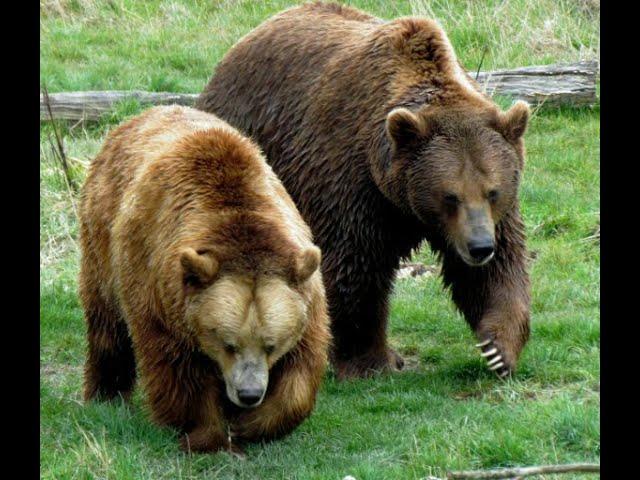 Three Fatal Grizzly Bear Attacks That Will Give You Shivers