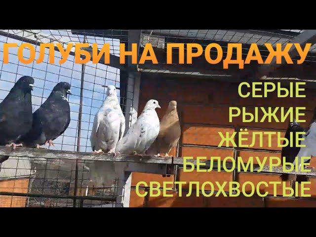 Продажа голубей. Желтые, серые, рыжие, беломурые светлохвостые. Pigeons for sale.