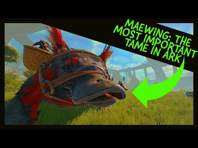 MAEWING: THE MOST IMPORTANT TAME IN THE GAME