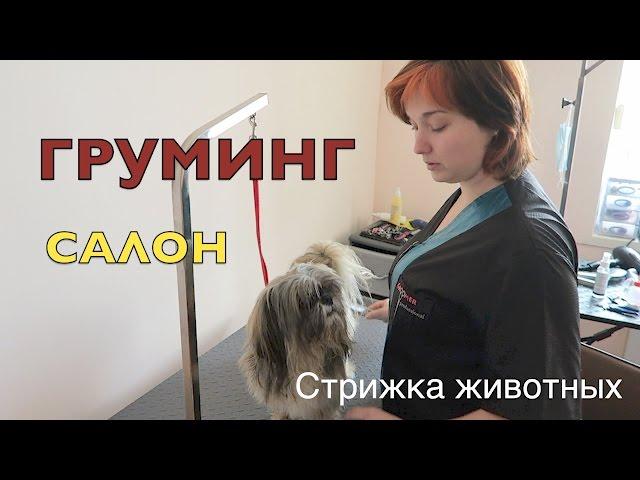 Посещаем груминг-салон в Хмельницком!Лучший салон красоты для животных+ветеринарная клиника.