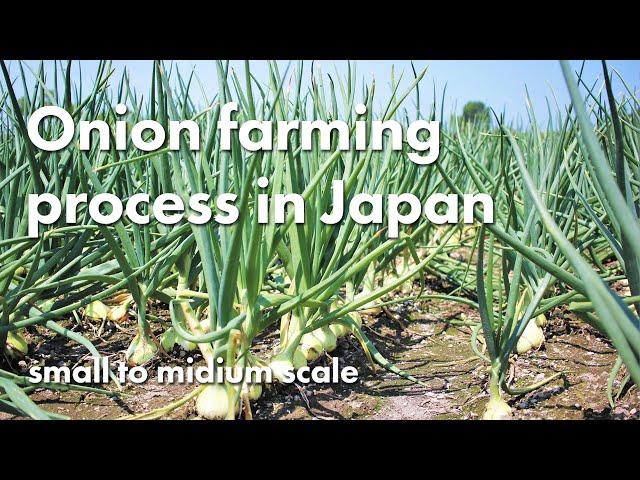 Onion farming process in Japan  (small to midium scale)