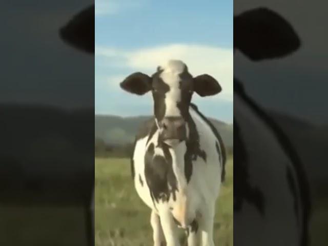 Cow Dance (Dhinka chika) 