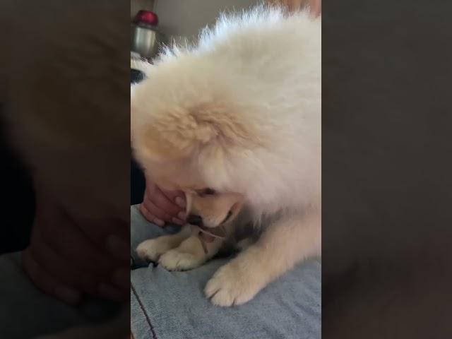 Спасибо,за подписки #собака #dog #pomeranian #pets #puppy #pom #funny #шпиц #