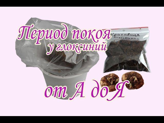 Период покоя у глоксиний от А до Я. Хранение клубней глоксинии зимой в состоянии покоя