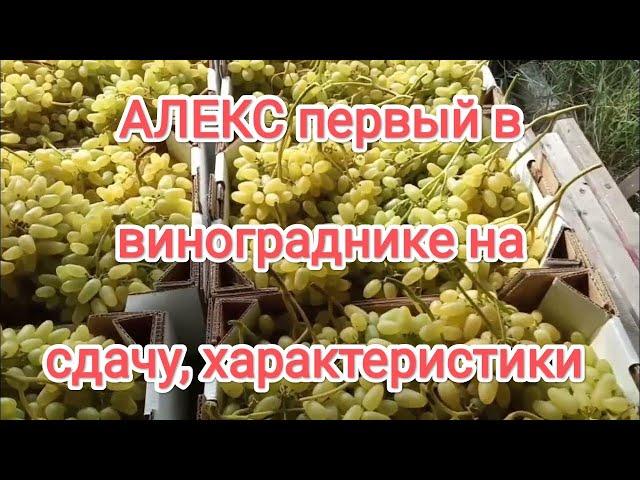 Первый виноград на сдачу, форма кишмиш Алекс,его характеристики.7 августа. Виноградник Щереденкова.