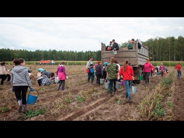 «До сих пор вспоминаем»:в СФ хотят привлечь школьников к сельхозработам| пародия «Дельфин и Русалка»