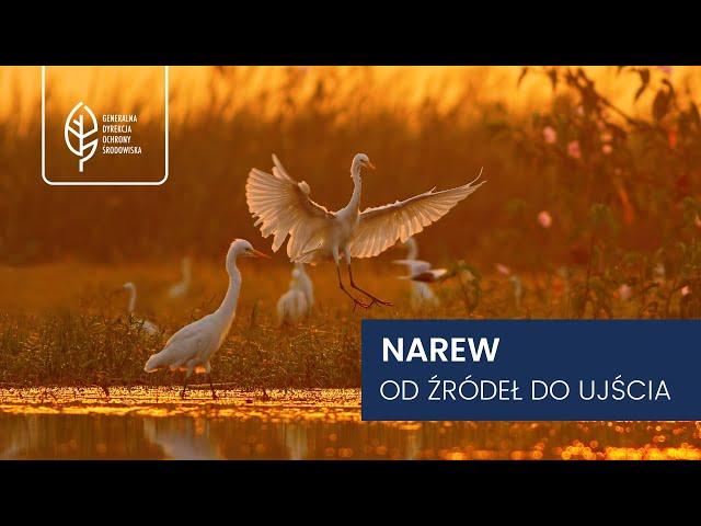 Narew