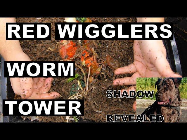 Unleash Your Red Wiggler Vertical Worm Farm Potential