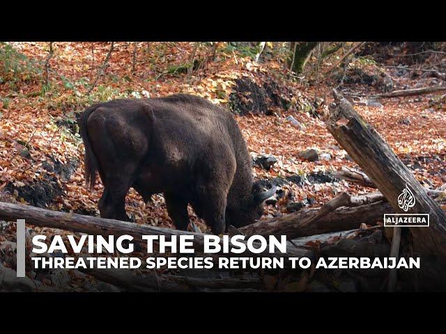 Saving the bison: Threatened species return to Azerbaijan