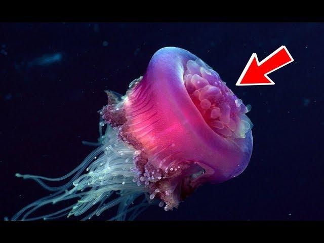 This Jellyfish Never Dies! *Turritopsis Dohrnii*