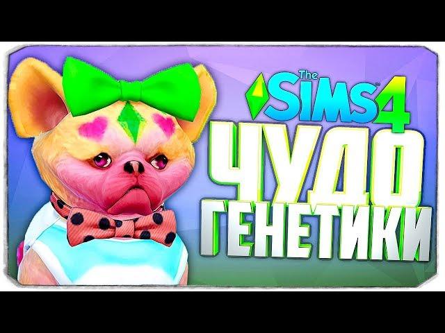 ЧУДО ГЕНЕТИКИ, СТРАШНО СМЕШНЫЕ СОБАКЕНЫ - The Sims 4 "Кошки и Собаки"