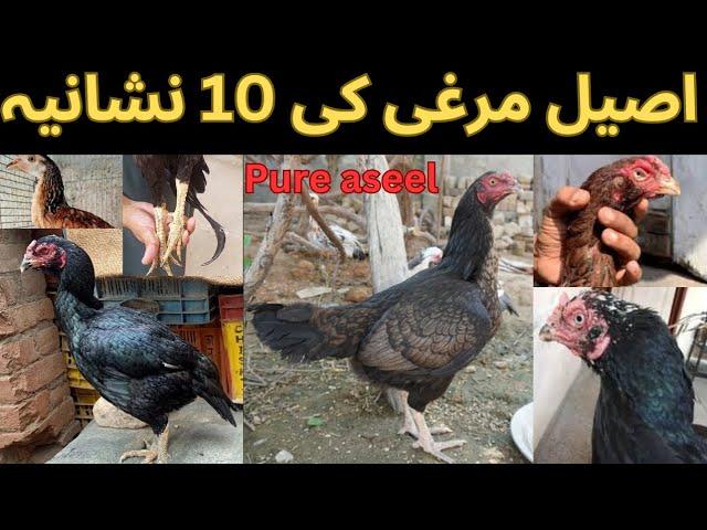 How to identify pure aseel breeder hen||aseel murgi ki10 nishania Dekh kr murgi lena