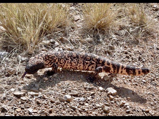 Wildlife of Southwestern Arizona - 2022