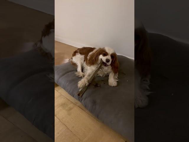My dog thinks she are a beaver️ Watch her munch on a tree