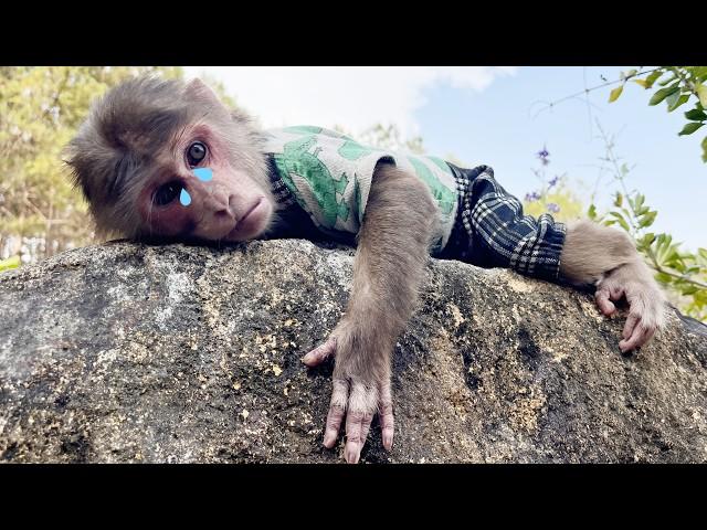 A sad story!No dog Min... Empty house and monkey Max's tearful eyes said it all