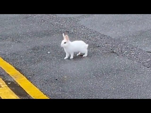 Guy Finds Abandoned Bunny in The Middle of the Road And Becomes His Dad