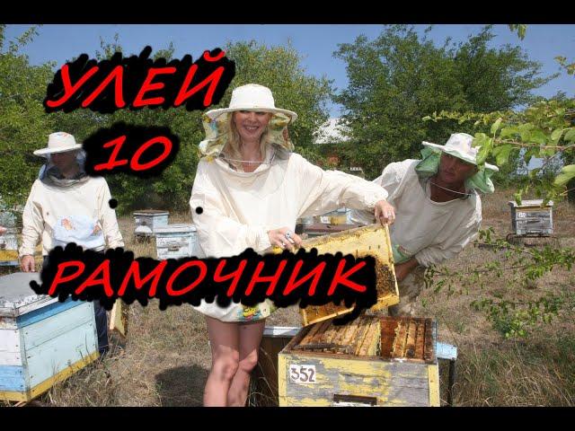 Работа с 10 ромочными ульями, Пчеловодство