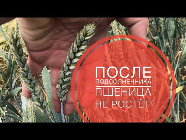 После подсолнечника пшеница не растёт