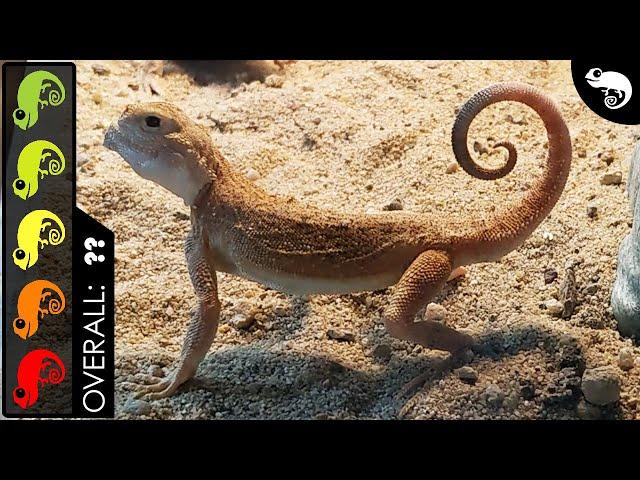 Toad headed Agama, The Best Pet Lizard?