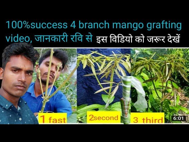 4 branch mango  grafting video, mango plant grafting video, Ravi multiple, multi, variety, one