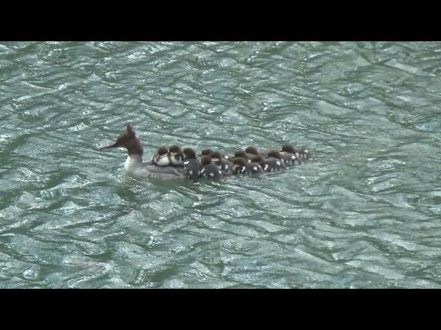 Harle bièvre femelle et ses 12 petits