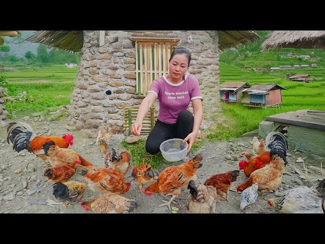 Complete Chicken House - Raise Chicken - Help The Villagers To Harvest Rice - Farm Life - New Life