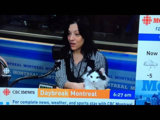 The Oreo Cat: Oreo Cat on CBC Daybreak