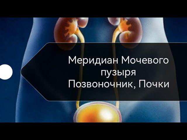 7) Здоровый Мочевой пузырь=здоровый позвоночник. Меридиан мочевого пузыря, Марма Басти, Вэй чжун.