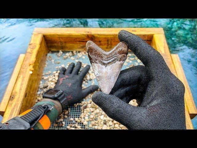 Found Megalodon Shark Tooth Underwater While Fossil Hunting! (How to Find Shark Teeth)