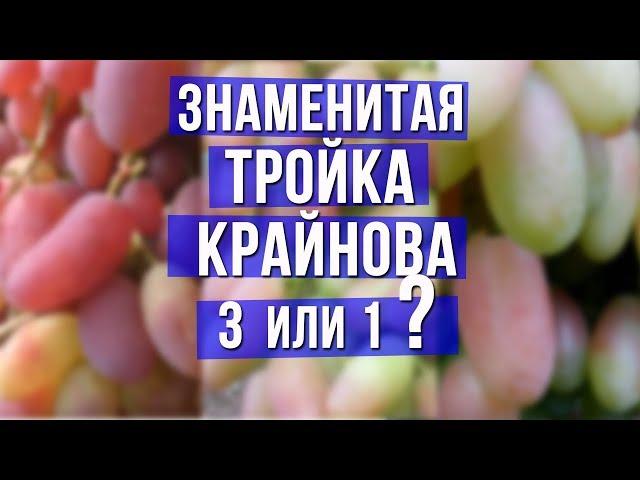 Знаменитая тройка Крайнова. Три сорта винограда или всё таки один