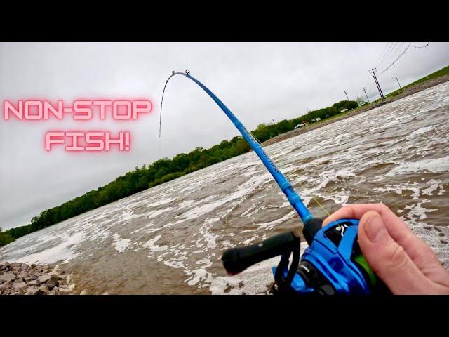 FISHING FRENZY AT MY FEET! Most Underrated Fish!