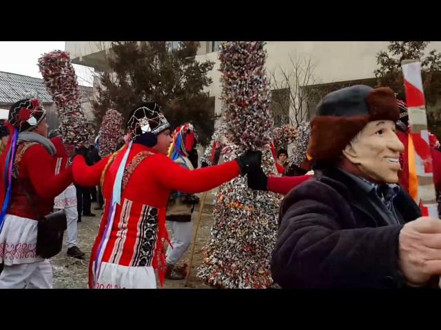 Capra Broșteni din comuna Ivanesti 2017