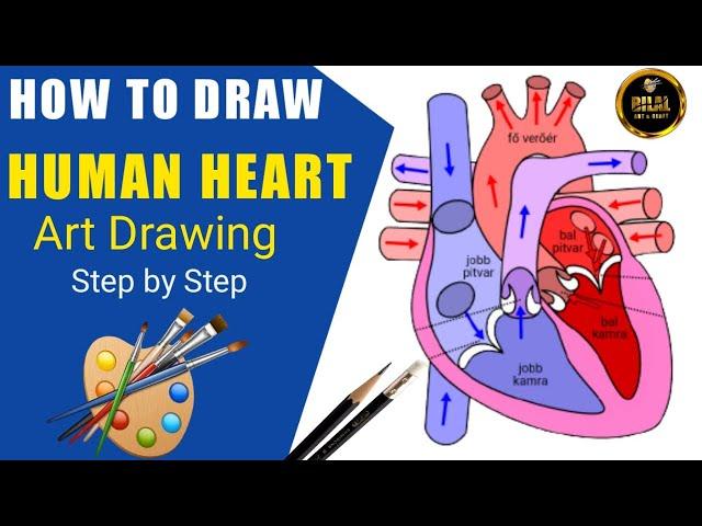 How to Draw Human Heart Drawing |Bilal Art and Craft|