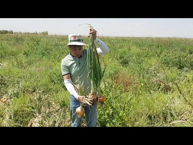 Пиёзнинг бақувват пояси ҳосилдорлик гарови !!!