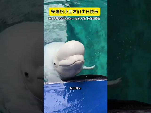 White Whale Andy is here to send birthday wishes Sanya Atlantis Fantastic Beasts on TikTok Anima