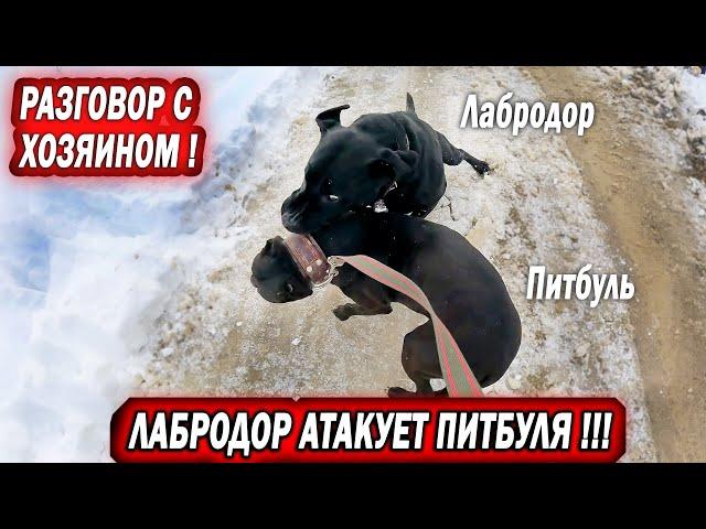 АГРЕССИВНЫЙ ЛАБРОДОР АТАКУЕТ ПИТБУЛЯ !!! Разборки с хозяином Лабрадора !