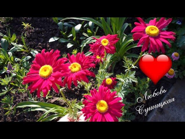 The most beautiful flowers in my garden and charming music by Sergei Chekalin. Flowers and music.