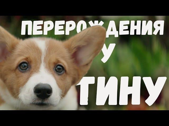 Собачья жизнь -  Перерождение у Тину