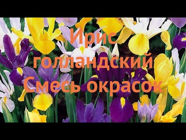 Ирис голландский Cмесь окрасок (iris hollandica)  обзор: как сажать, луковицы ириса Cмесь окрасок