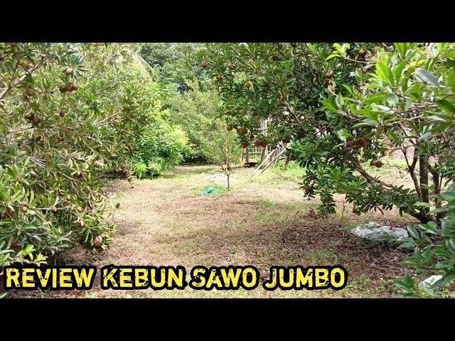 Melihat Lebih Dekat Kebun Sawo Jumbo!!! Tips berkebun