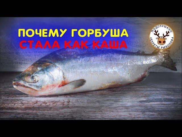 Почему размороженная горбуша стала как каша  Дело не только в переразморозках  Купил за 450 руб/кг